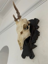Antlers on top half of skull