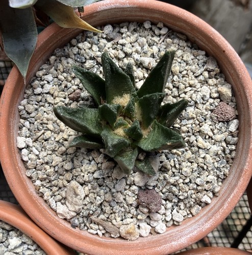 Ariocarpus scapharostrus - ariocarpus,