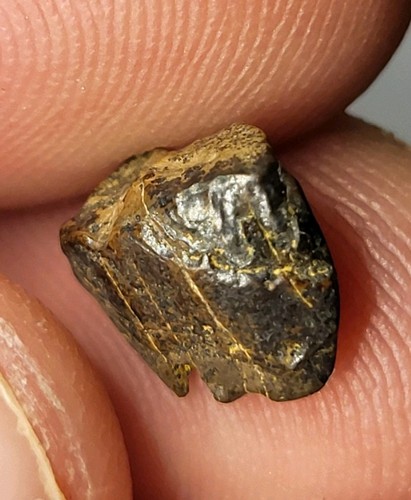 Triceratops tooth rare hell - triceratops,