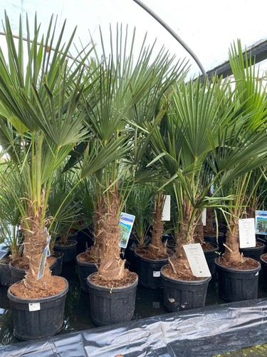 Trachycarpus fortunei fan palm - fortunei,