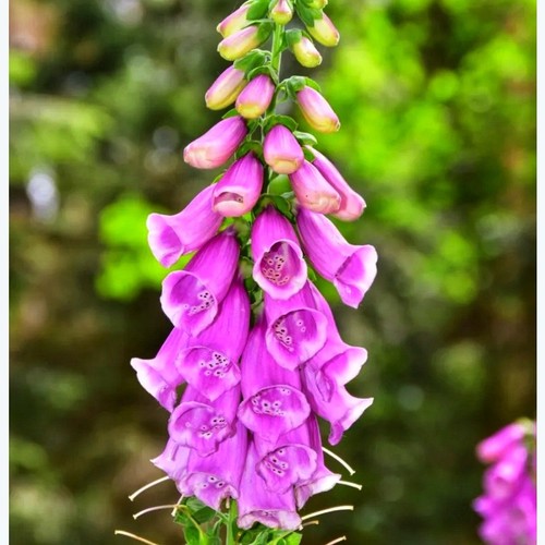 Digitalis purpurea native - x,
