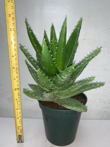 Aloe nobilis golden toothed - nobilis,