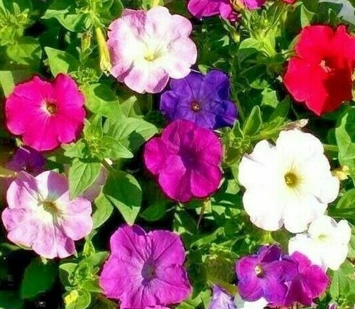 Petunia seeds 2000 dwarf mix - 2000+,