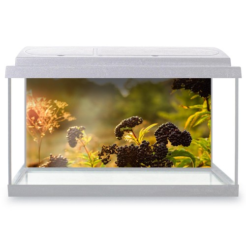 Fish tank background black - tank,