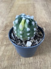 Echinopsis subdenudata cv OIBBO yellow VARIEGATED no ariocarpus | 7cm Pot Rooted