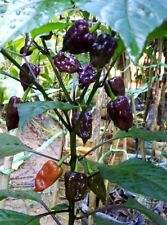 Purple UFO Hot Pepper chilli