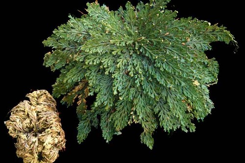Resurrection rose jericho - rose,
