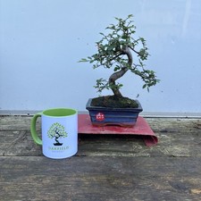 Chinese Elm 33cm. Oakfieldbonsai. Bonsai Tree Indoor
