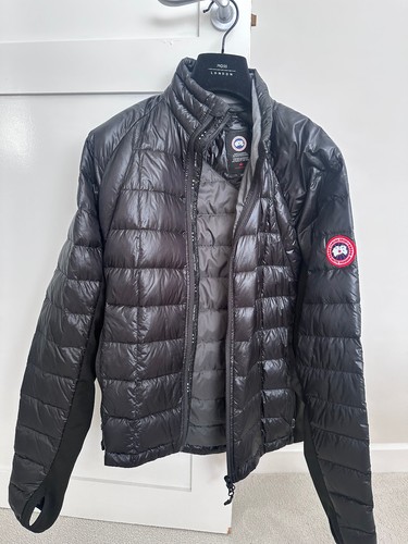 Canada goose hybridge - goose,