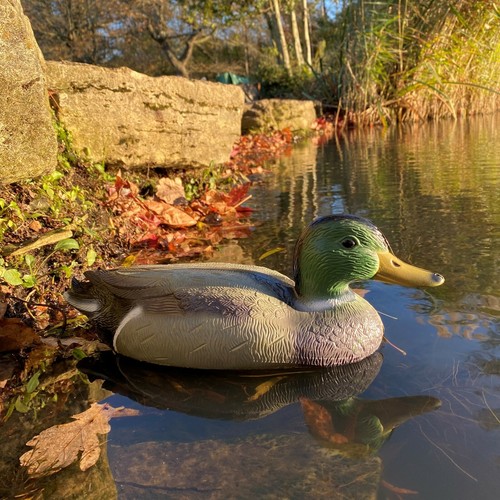 Mallard duck hunting shooting - mallard,