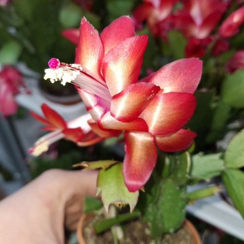 Christmas cactus red - christmas,