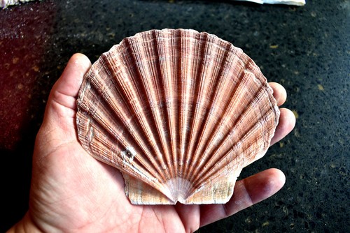 Large irish flat scallop - large,
