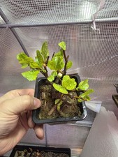 Crabapple bonsai 5   ear-old