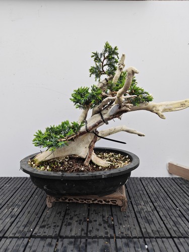 Tanuki needle juniper - tanuki,