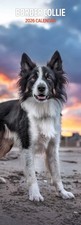 Border Collie 2026 Slim Calendar