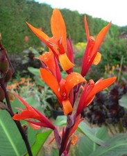 Canna Musifolia Grande Bulbs x