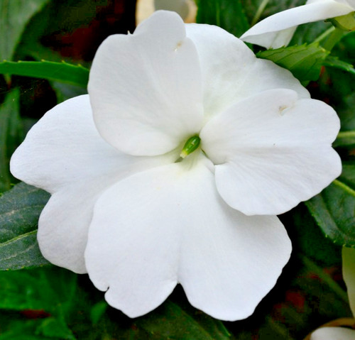 200x busy lizzie white baby - 200x,