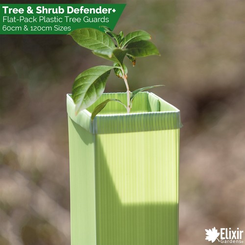 Tree guards sapling shrub - sapling,
