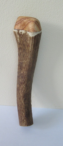 Red deer stag - deer, top