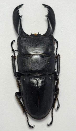 Dorcus titanus typhon - , giant