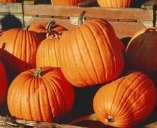 VEGETABLE PUMPKIN SEEDS - JACK