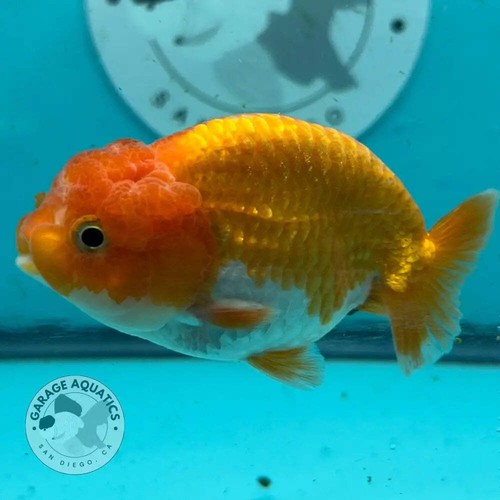 Live premium fancy - fancy, goldfish