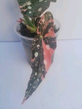Begonia Maculata Pink
