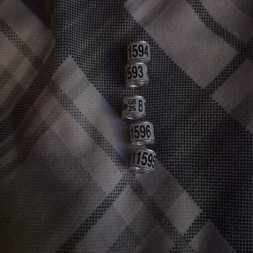 Racing pigeon rings - racing,