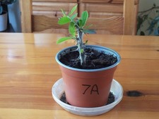 Euphorbia Milii - 'Crown of