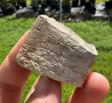 UNCOMMON FLORIDA EREMOTHERIUM