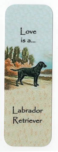 Labrador retriever dog - labrador,