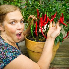 Supersized Chilli Plug Plants