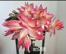 Rare Double Christmas Cactus