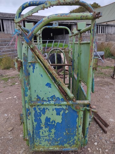 Cattle crush - cattle,
