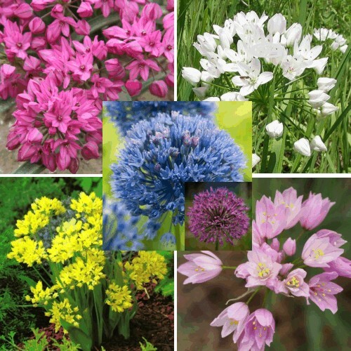 Alliums mixed garden fireworks - mixed,
