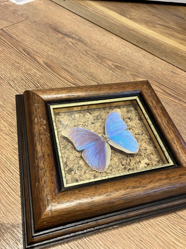 Real butterfly vintage - vintage, wood