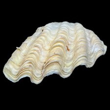 Large clamshell seashell