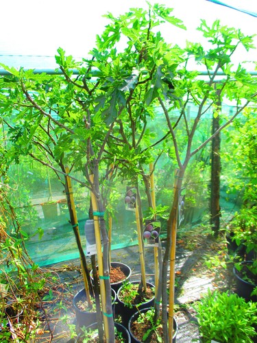 5ft 6ft inc pot hardy - pot,
