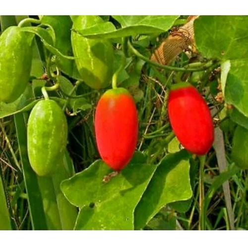Ivy gourd coccinia grandi - gourd, (coccinia