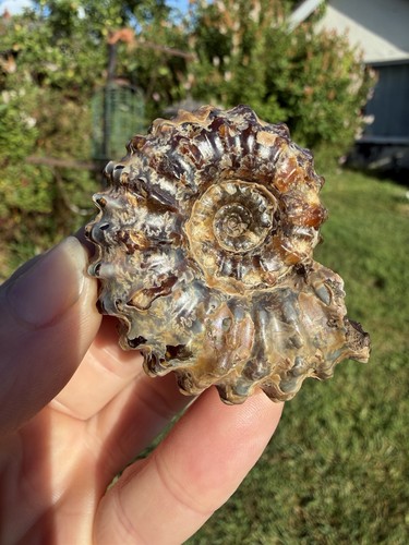 Douvilliceras ammonite - douvilliceras,
