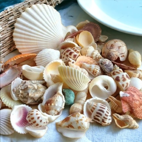 Mixed sea shells beach - mixed,