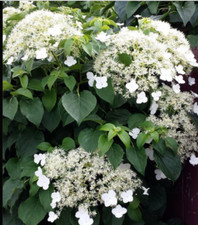 Climbing Hydrangea Petiolaris Climber White Self Clinging 1 x 13 cm pot