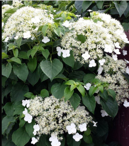 Climbing hydrangea petiolaris - climbing,