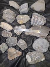 Large Jurassic Fossil