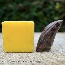 Dinosaur Raptor Tooth Fossil Acheroraptor Hell Creek Formation Cretaceous