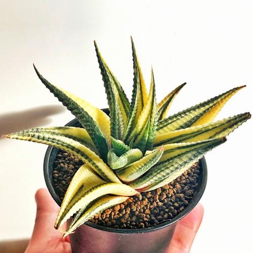 Haworthia limifolia - haworthia,
