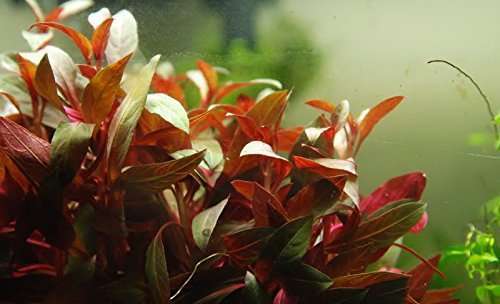 Ludwigia glandulosa 25 - ludwigia, 1-