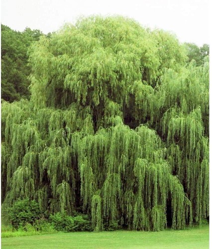 Golden weeping willow trees - willow,