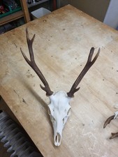 Taxidermy Sika Deer Stag Skull