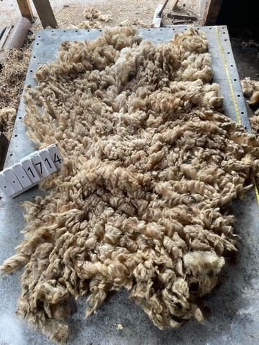 Portland raw unwashed sheep - portland,
